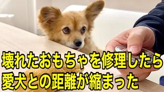 おもちゃの修理を待つ愛犬の心温まるストーリー【保護犬/ミックス犬】