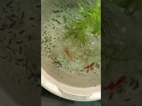 Itz baby 🍼🐥 fish 🐠🐟#shorts #viralvideo #guppy #guppyfish #bluebettafish