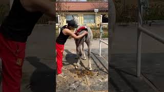 Download lagu Stallion Horse Breeding season short video mp3