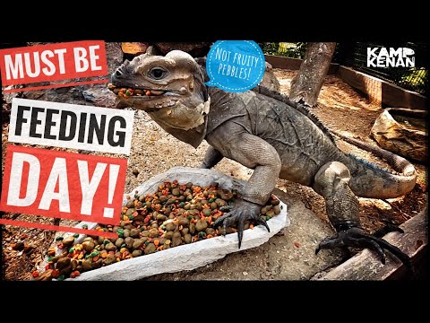 New Feeding Tour of my Animals!