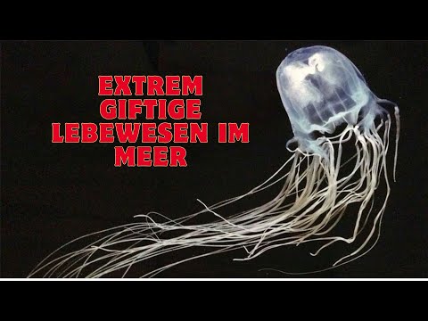 Die interessantesten Dinge über Würfelquallen, die Ihnen Angst machen werden l Fakten über Tiere