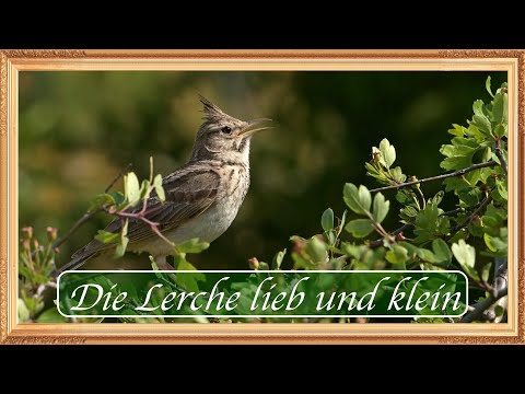 The Lark, dear and small - Church of God Edmonton