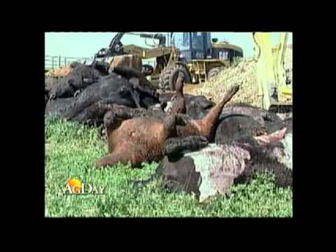 Beef Today Report: Southern Sale Barns Selling More...