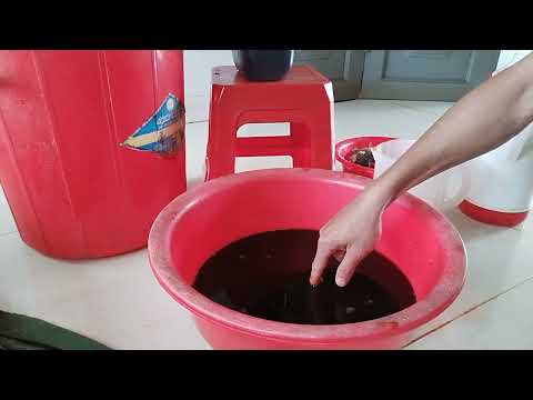 Hướng dẫn cách tự làm phân đạm cá tại nhà - Thanh niên Nông nghiệp P. 1