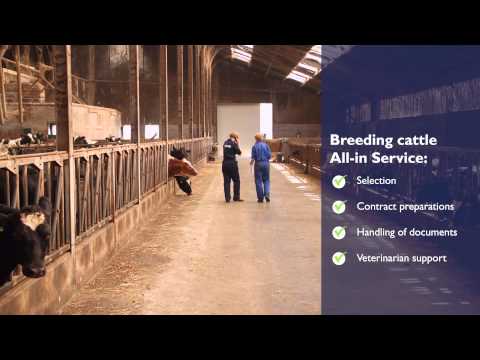 Breeding Cattle - VAEX Group B.V.