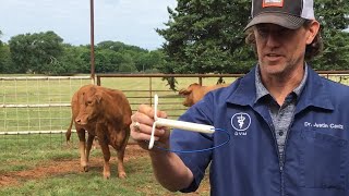 Artificial Insemination (AI) In Cows 🐮 Synchronizing Estrus - CIDR Application - Prep For Breeding