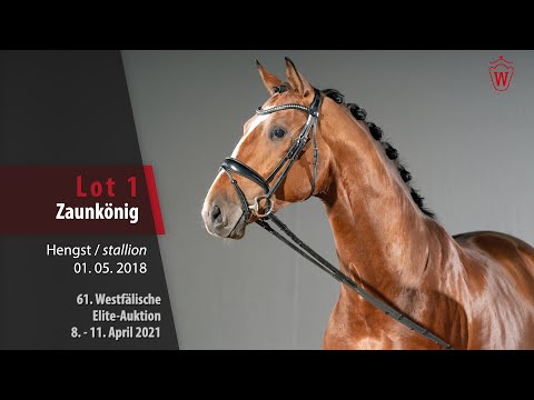 61. Westfälische Elite-Auktion Lot 1 Zaunkönig Hengst v. Zack - De Niro