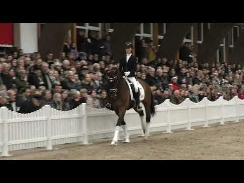 Auf der Hengstvorführung mit Fusionist