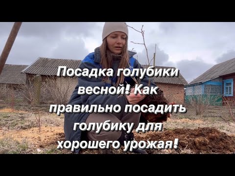 Посади голубику правильно и получишь хороший урожай ягоды! Посадка голубики весной! Посадка голубики