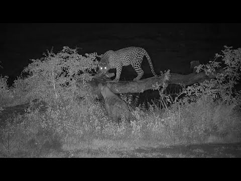 Djuma: Leopard-Tingana male gets visit from Hyena(Swazi) - 02:56 - 12/10/20