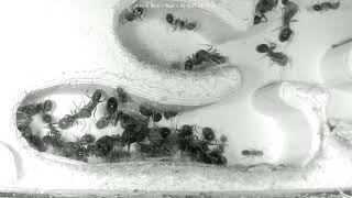 🔴 Ants at Work - Nest - Day 2120, Messor Barbarus Ants Live Webcam, Ant Farm in Hamburg, Germany