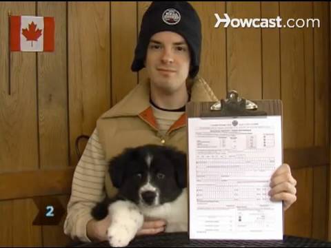 How to Register a Dog with the CKC