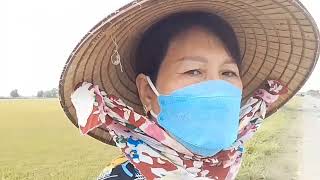 # CÁNH ĐỒNG LÚA CHÍN QUÊ EM MÁY GẶT KUBOTA ĐỘNG CƠ MẠNH @utsinhtv