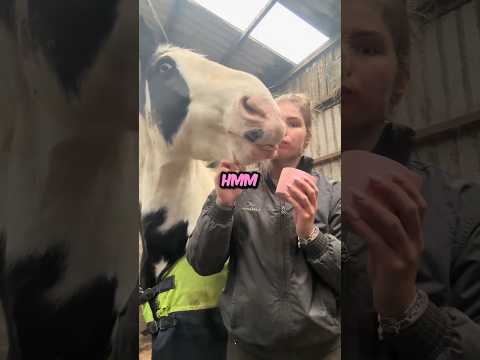 Horse Treat 🍒 @_gracielambert