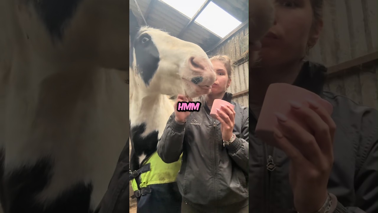 Horse Treat 🍒 @_gracielambert