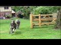 Duffy & Domhnall playing chase | Wolvebrigg Irish Wolfhounds
