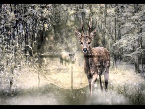 Waidmanns Heil auf Weinbergsauen und geblattete Böcke