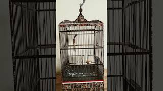 Download lagu BURUNG CENDET SEHARGA MOTOR MATERI SADIS,VIDIO PANJANG DI BRANDA YT mp3 Download lagu BURUNG CENDET SEHARGA MOTOR MATERI SADIS,VIDIO PANJANG DI BRANDA YT mp3