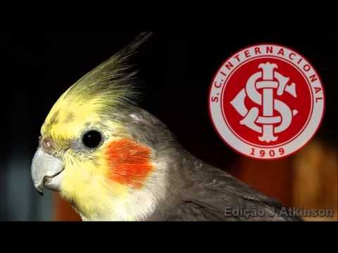 Assobio TREINAMENTO de Calopsitas   Hino S C  INTERNACIONAL   Cockatiel
