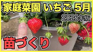 【2026年版】家庭菜園のいちごで5月にやるべきこと【暑さ対策と苗づくり, 令和の四季成り性】