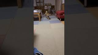【オチなし】柴犬こと　ボール遊び