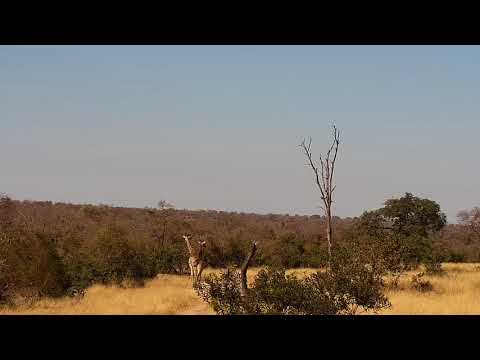 Djuma: Three Giraffes  - 12:18 - 07/26/20