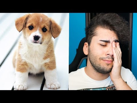 HANNO RAPITO IL MIO CANE *no clickbait*