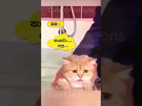 නාන්නවත් නෑ  මුං එක්ක😂#cat#funnyanimals#funny#cute#srilanka#shorts#short#trendingshorts#lankan#cats