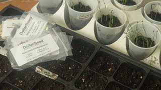 What Seeds Can I Start Indoors? - First Garden New Gardener