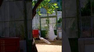 Download lagu Proud, regal and graceful #travelogue mp3