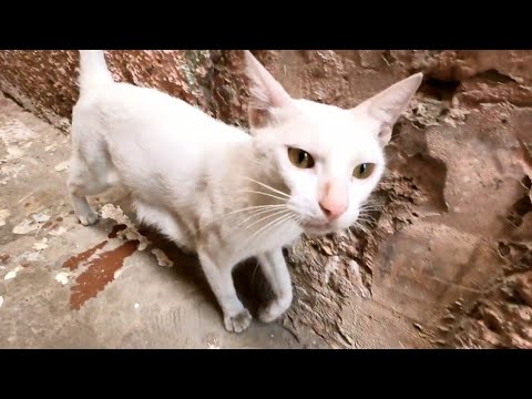 A Very Cute White Cat With A Pink Nose Lives In A Narrow Neighborhood.