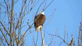 preview picture of video 'Bald Eagle at GW Mount Vernon Trail, Virginia'