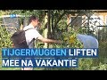 Warm weer zorgt voor meer tijgermuggen in Nederland