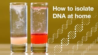 Home DNA extraction