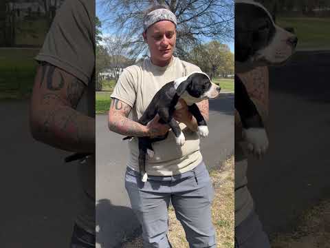 Autumn, an adoptable American Staffordshire Terrier Mix in Texarkana, TX_image-1