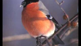 Aikakone - Pikkulintu