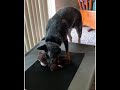 Dog Watching Two Bears Fighting On Tv And Gets His Own Bear Toy And Starts Playing With It 1078521