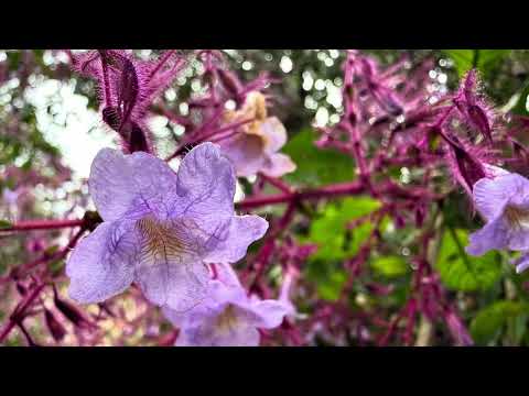 Horton Plans The Nelu (නෙලු)