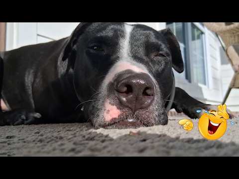 You Can’t Stop Laughing At These Dogs 🤣 FUNNIEST DOGS Video 2026