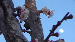 GREGORIAN, GIFT + Lyrics