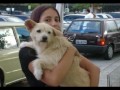 CÃO SEM DONO