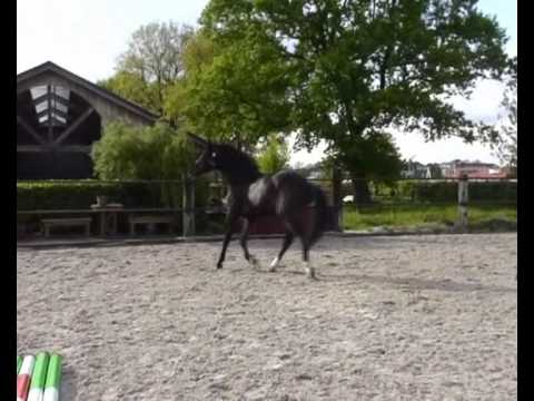 ** SOLD **  3yrs. Dressage prospect, KWPN by Johnson x Kennedy