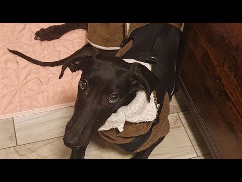 Saron, willkommen zuhause - Ein Galgowelpe zieht ein (Teil 1)