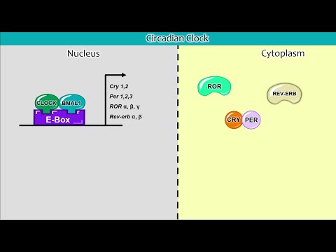 Clock-Controlled Genes Part 1: Transcriptional regulation