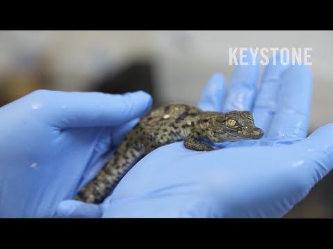 Baby-Krokodile schlüpfen in Lausanne - Krokodil - Baby - Geburt - Aquatis