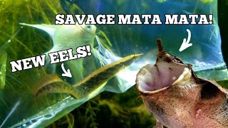 EXPENSIVE Lizard Tank GIVEAWAY! New Zig Zag EELS and SAVAGE Mata Mata Turtle Feeding!