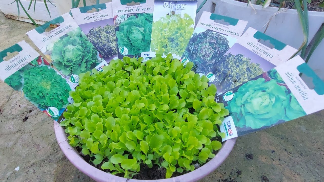 Como fazer muda de alface