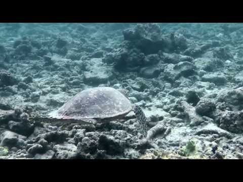 Подводный мир Biyadoo  часть 4