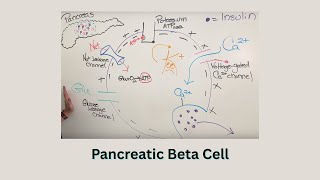 Bio 5 Insulin Release