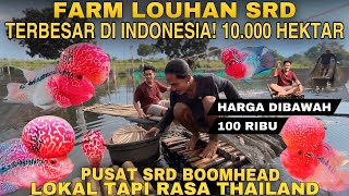 Download lagu Grebek farm ikan LOUHAN SRD TERBESAR di INDONESIA | Pusat Lohan SRD LOKAL RASA IMPORT Setu Iwul mp3 Download lagu Grebek farm ikan LOUHAN SRD TERBESAR di INDONESIA | Pusat Lohan SRD LOKAL RASA IMPORT Setu Iwul mp3